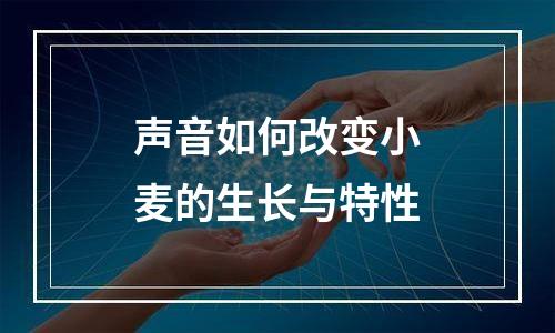 声音如何改变小麦的生长与特性