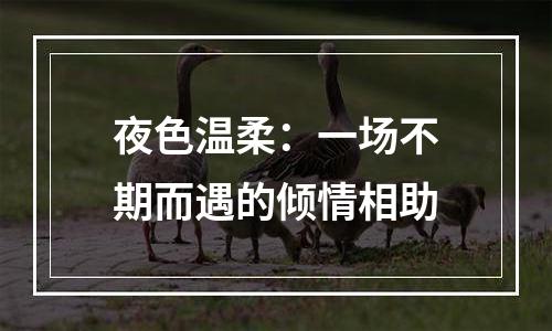 夜色温柔：一场不期而遇的倾情相助