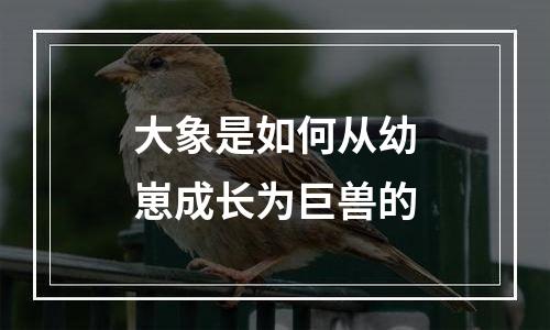 大象是如何从幼崽成长为巨兽的