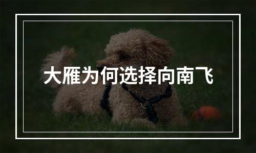 大雁为何选择向南飞