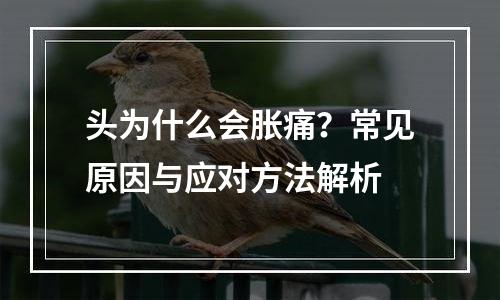 头为什么会胀痛？常见原因与应对方法解析