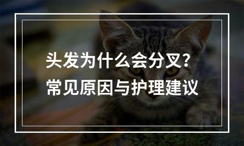 头发为什么会分叉？常见原因与护理建议