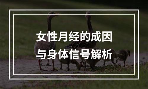 女性月经的成因与身体信号解析