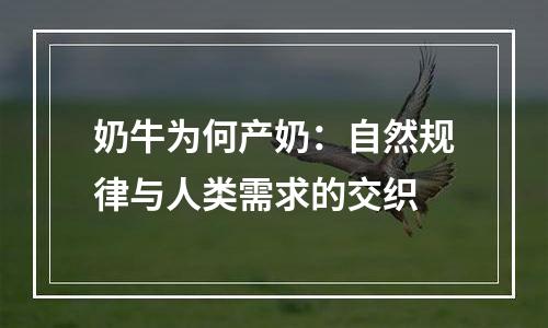 奶牛为何产奶：自然规律与人类需求的交织
