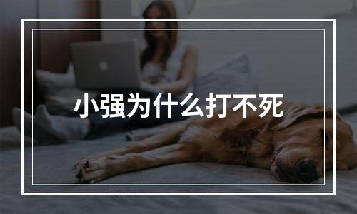 小强为什么打不死