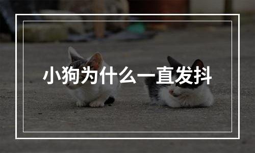 小狗为什么一直发抖