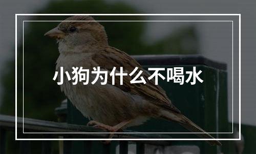 小狗为什么不喝水