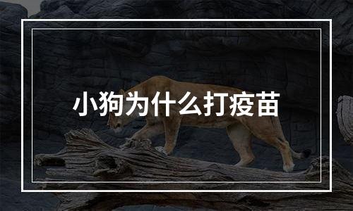小狗为什么打疫苗