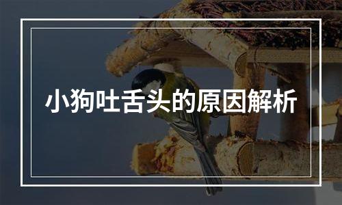 小狗吐舌头的原因解析