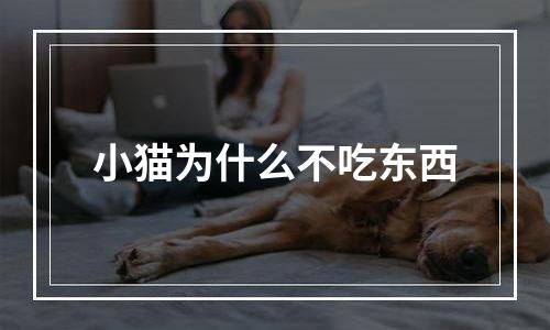 小猫为什么不吃东西