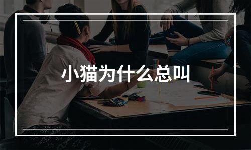 小猫为什么总叫