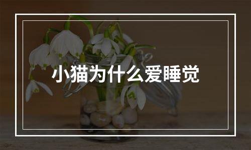 小猫为什么爱睡觉