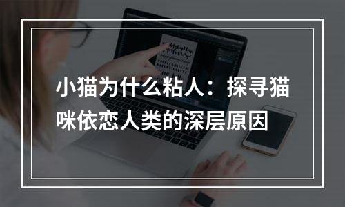 小猫为什么粘人：探寻猫咪依恋人类的深层原因