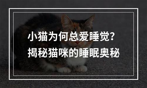 小猫为何总爱睡觉？揭秘猫咪的睡眠奥秘