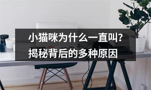 小猫咪为什么一直叫？揭秘背后的多种原因