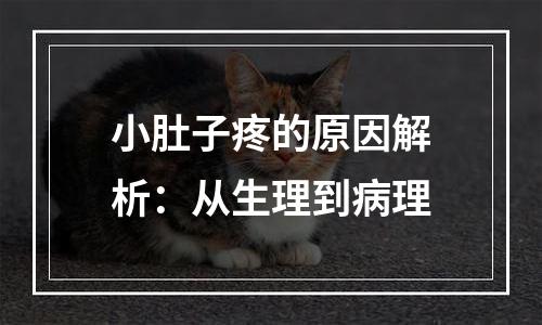 小肚子疼的原因解析：从生理到病理