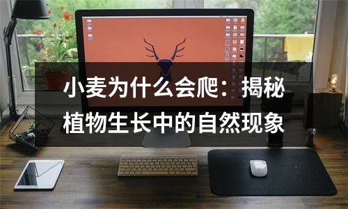 小麦为什么会爬：揭秘植物生长中的自然现象