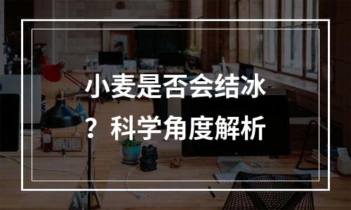 小麦是否会结冰？科学角度解析