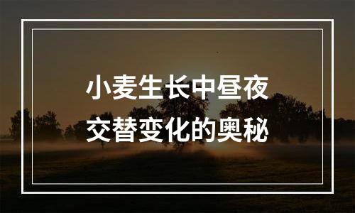 小麦生长中昼夜交替变化的奥秘