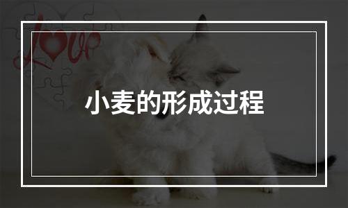 小麦的形成过程