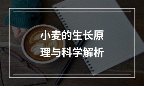 小麦的生长原理与科学解析