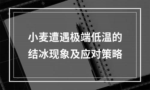 小麦遭遇极端低温的结冰现象及应对策略