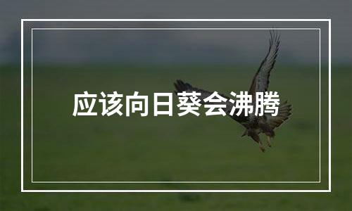 应该向日葵会沸腾