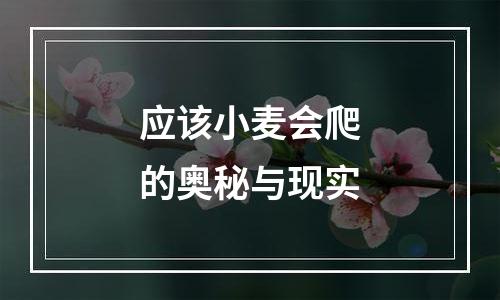 应该小麦会爬的奥秘与现实