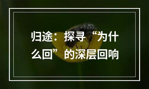 归途：探寻“为什么回”的深层回响