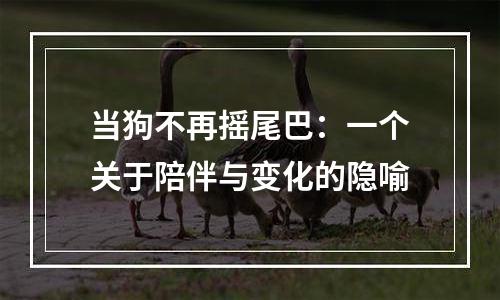当狗不再摇尾巴：一个关于陪伴与变化的隐喻