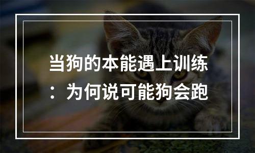 当狗的本能遇上训练：为何说可能狗会跑