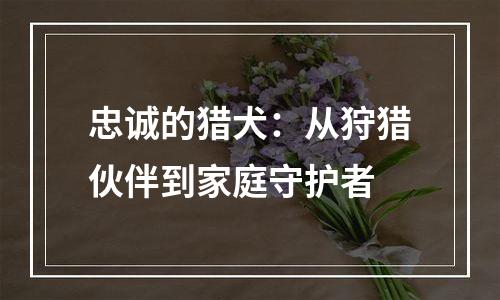 忠诚的猎犬：从狩猎伙伴到家庭守护者