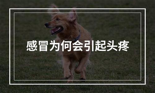 感冒为何会引起头疼