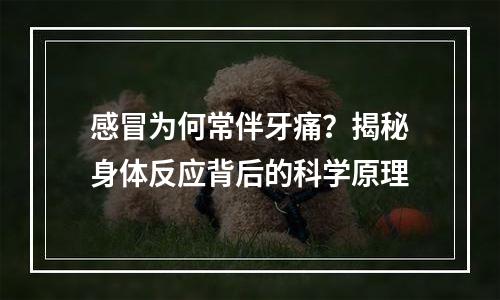 感冒为何常伴牙痛？揭秘身体反应背后的科学原理