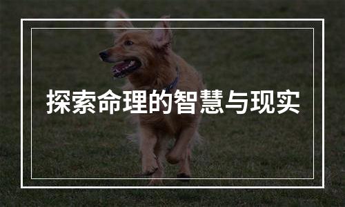 探索命理的智慧与现实