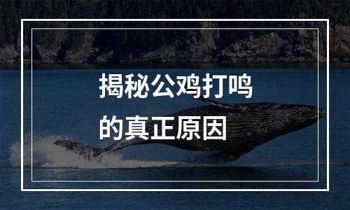 揭秘公鸡打鸣的真正原因