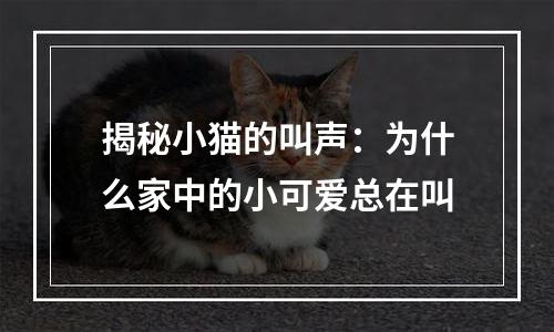 揭秘小猫的叫声：为什么家中的小可爱总在叫