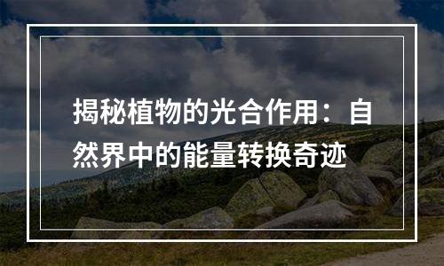 揭秘植物的光合作用：自然界中的能量转换奇迹