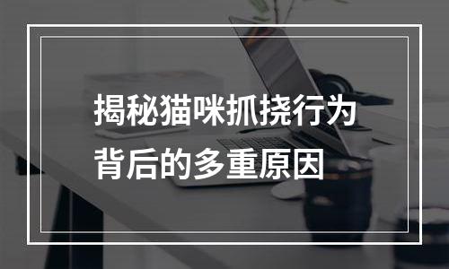 揭秘猫咪抓挠行为背后的多重原因