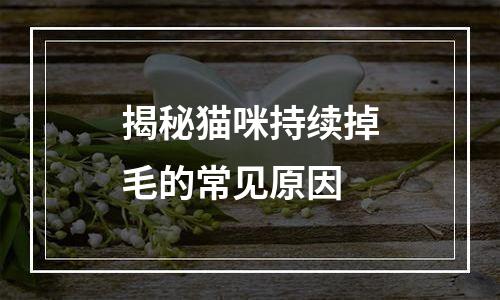 揭秘猫咪持续掉毛的常见原因