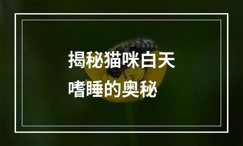 揭秘猫咪白天嗜睡的奥秘
