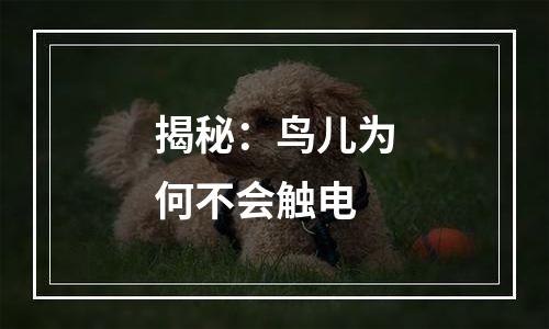 揭秘：鸟儿为何不会触电