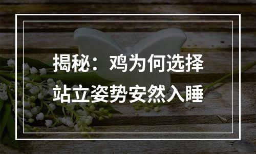 揭秘：鸡为何选择站立姿势安然入睡