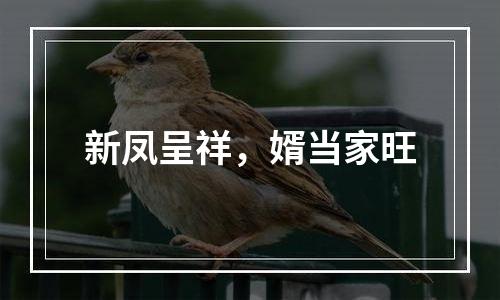 新凤呈祥，婿当家旺