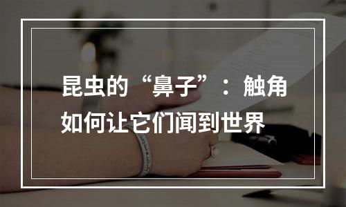 昆虫的“鼻子”：触角如何让它们闻到世界