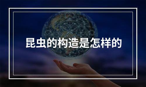 昆虫的构造是怎样的