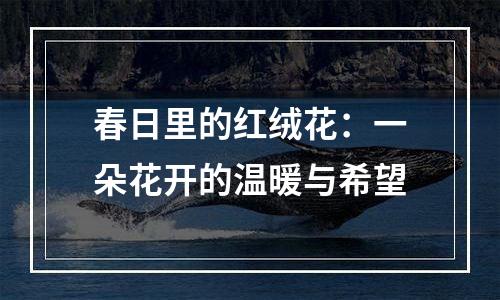 春日里的红绒花：一朵花开的温暖与希望