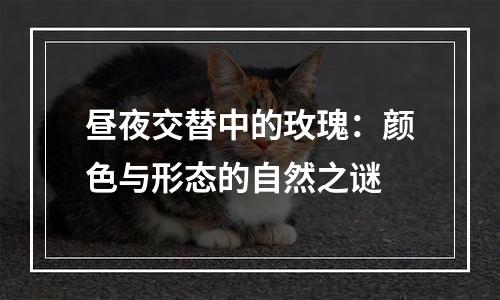 昼夜交替中的玫瑰：颜色与形态的自然之谜