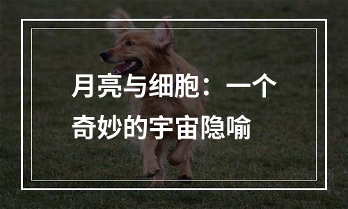 月亮与细胞：一个奇妙的宇宙隐喻