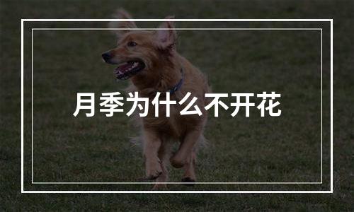 月季为什么不开花
